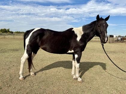 Enlarge Jyn, a Adoptable mixed breed in Fort Worth, TX image 2/3