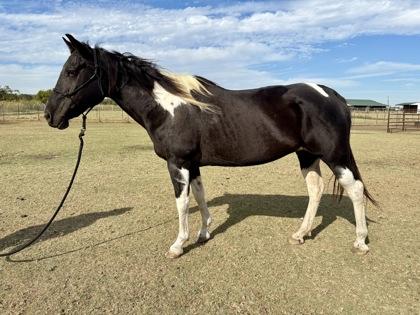 Enlarge Jyn, a Adoptable mixed breed in Fort Worth, TX image 3/3
