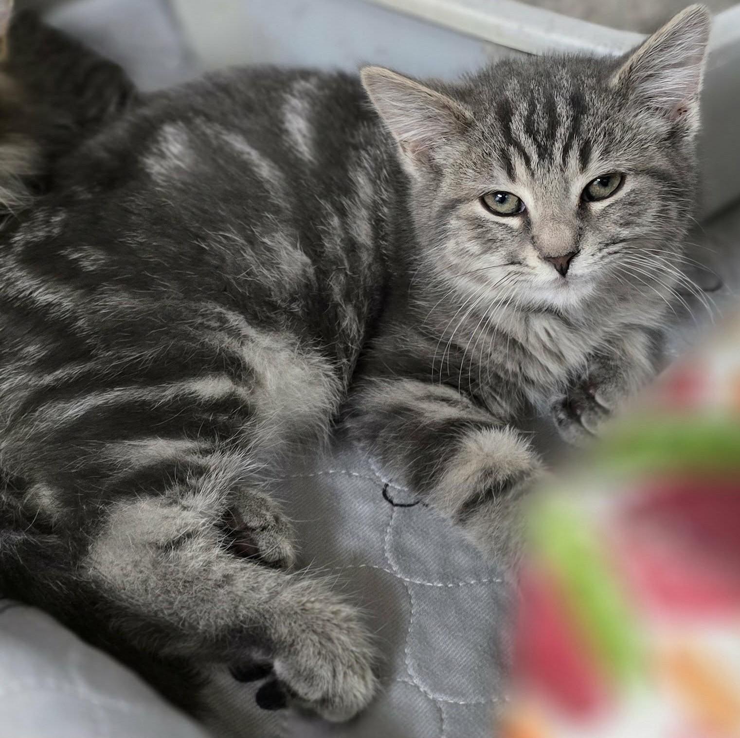 Sushi, ADOPTABLE, Kitten Male Domestic Short Hair.