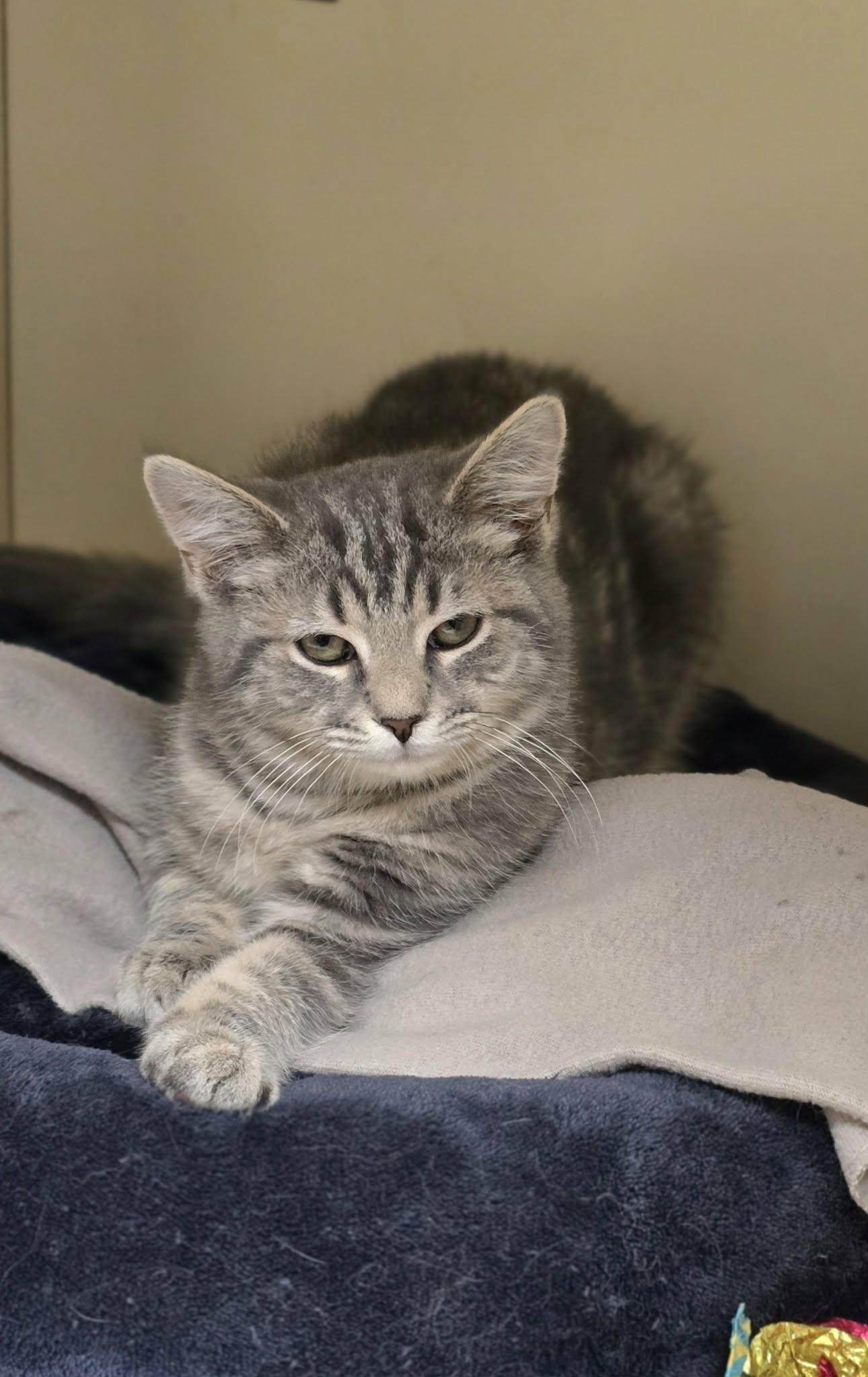 Enlarge Sushi, a ADOPTABLE Domestic Short Hair in New Castle, PA image 3/6