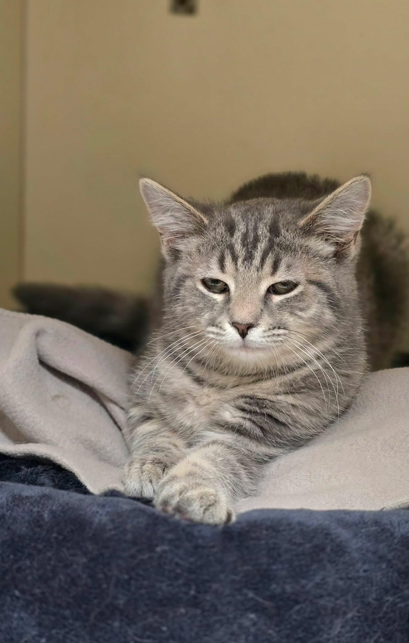 Enlarge Sushi, a ADOPTABLE Domestic Short Hair in New Castle, PA image 5/6