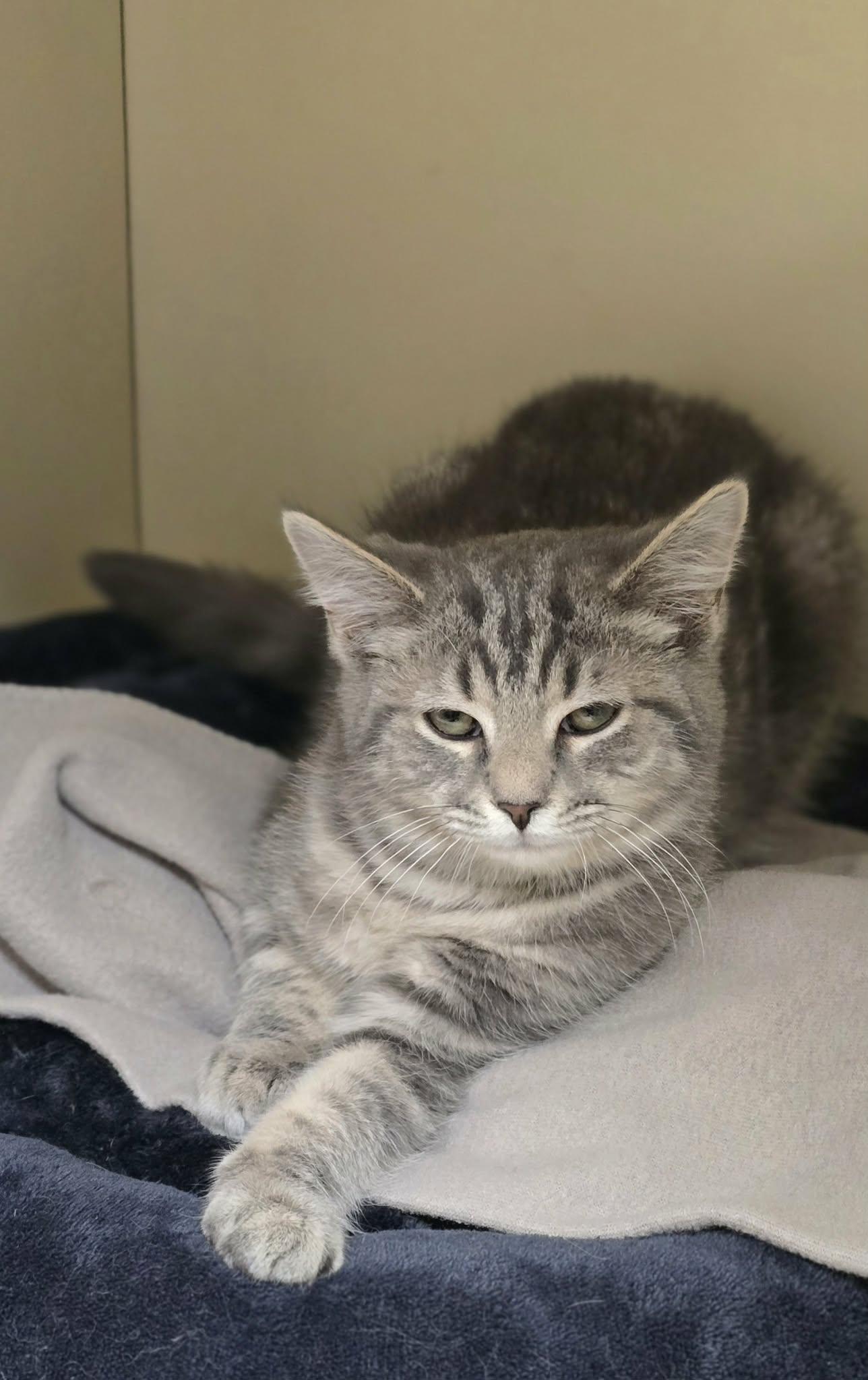 Enlarge Sushi, a ADOPTABLE Domestic Short Hair in New Castle, PA image 4/6