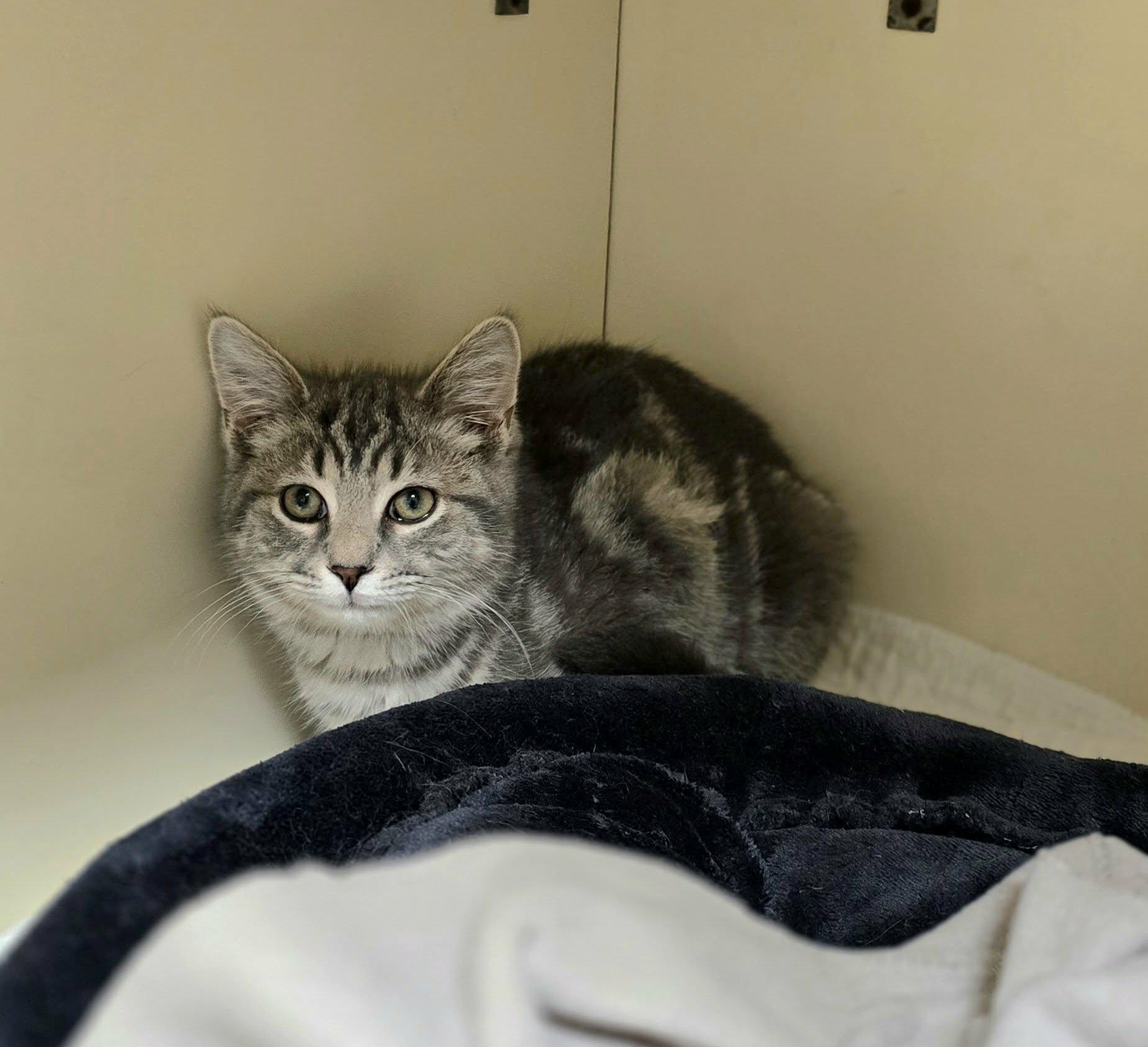 Enlarge Sushi, a ADOPTABLE Domestic Short Hair in New Castle, PA image 2/6