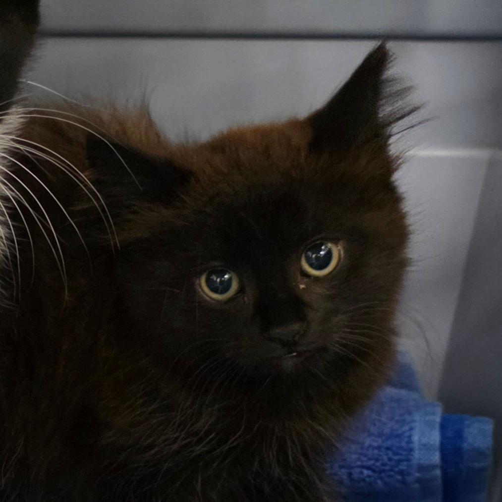 Hershey, Adoptable, Kitten Female Domestic Short Hair.