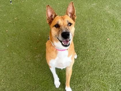 Enlarge Indy, a Adoptable mixed breed in Phoenix, AZ image 1/2