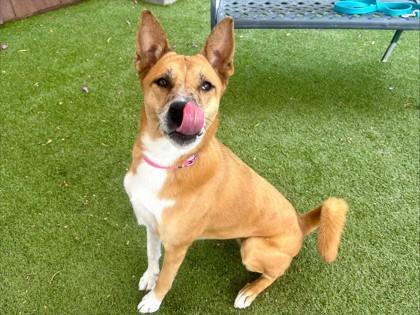 Enlarge Indy, a Adoptable mixed breed in Phoenix, AZ image 2/2