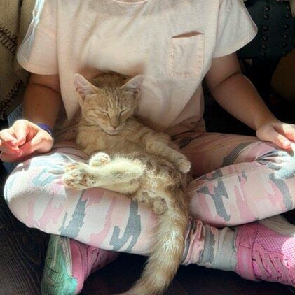 Enlarge Princess & Scrappy, a Adoptable Domestic Short Hair in Dresher, PA image 6/6