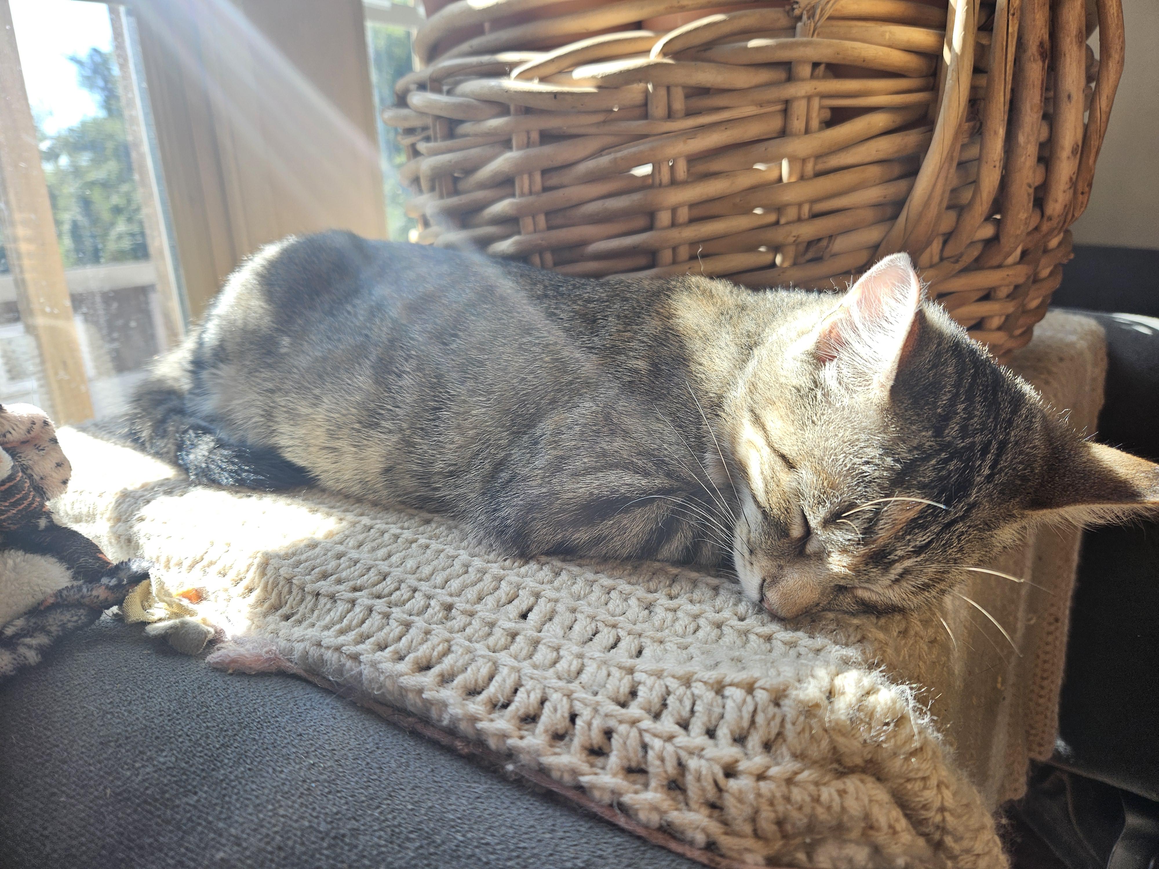 Enlarge Princess & Scrappy, a Adoptable Domestic Short Hair in Dresher, PA image 5/6