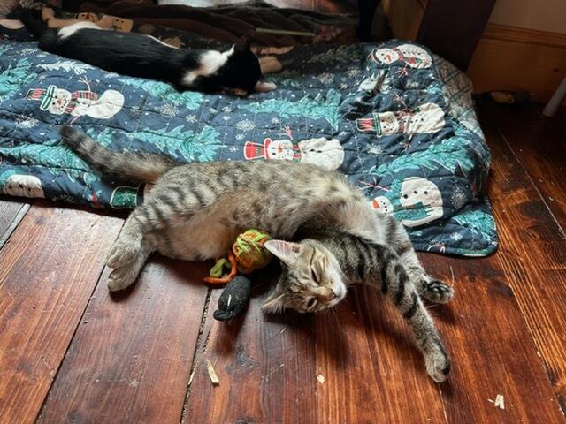 Enlarge Princess & Scrappy, a Adoptable Domestic Short Hair in Dresher, PA image 2/6