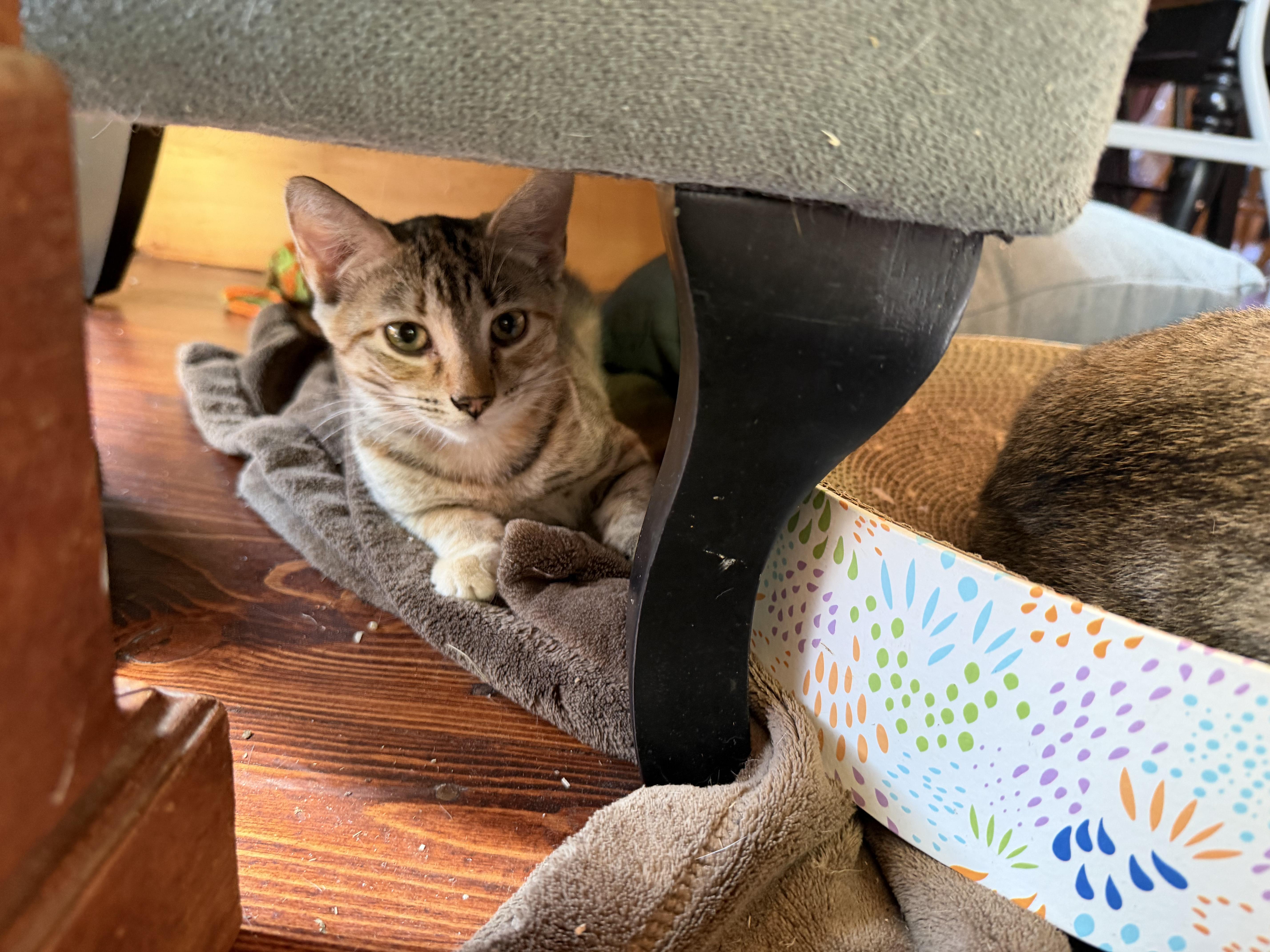 Enlarge Princess & Scrappy, a Adoptable Domestic Short Hair in Dresher, PA image 3/6