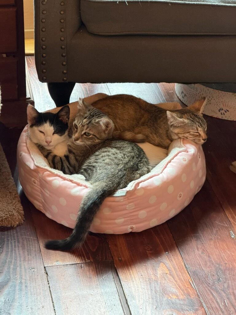 Enlarge Princess & Scrappy, a Adoptable Domestic Short Hair in Dresher, PA image 1/6