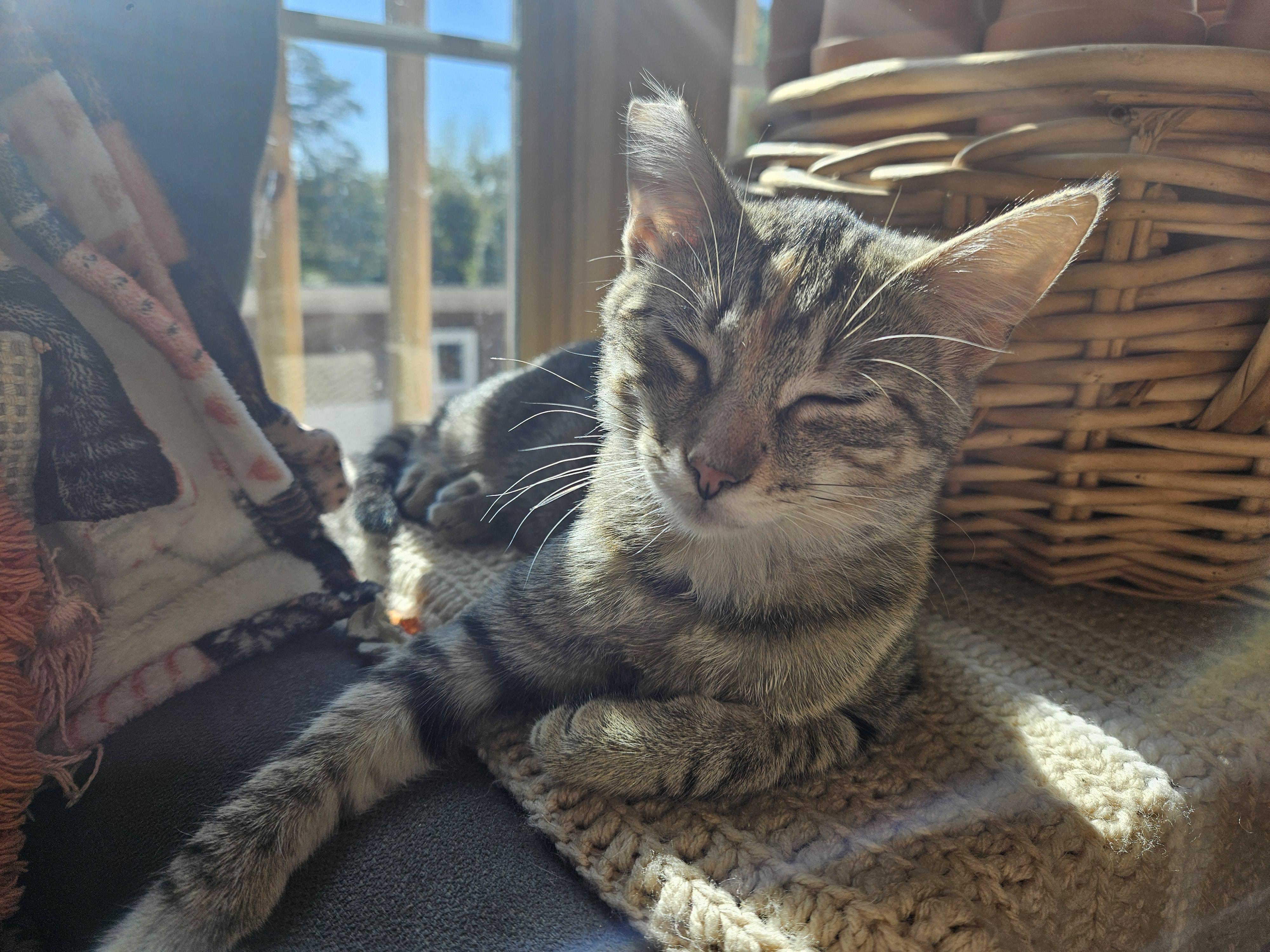 Enlarge Princess & Scrappy, a Adoptable Domestic Short Hair in Dresher, PA image 4/6