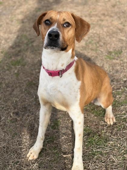 Pansy (HW+), Adoptable, Adult Female Hound & Mixed Breed.
