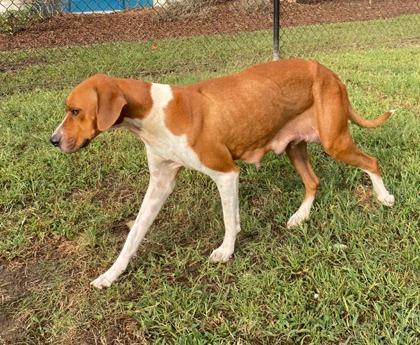 Pansy (HW+), a Adoptable mixed breed in Conway, SC image 1/3