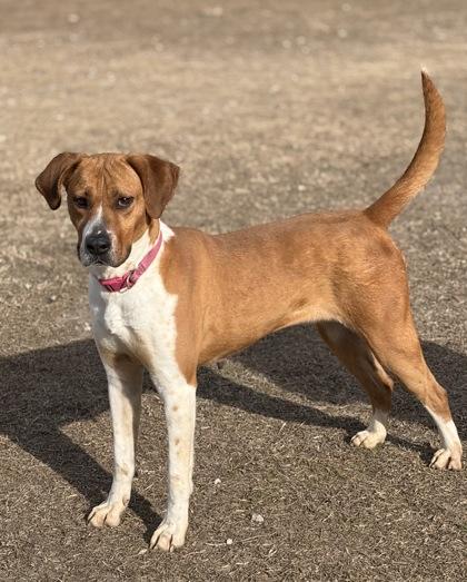 Enlarge Pansy (HW+), a Adoptable mixed breed in Conway, SC image 2/3