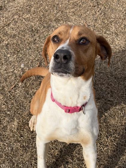 Enlarge Pansy (HW+), a Adoptable mixed breed in Conway, SC image 3/3