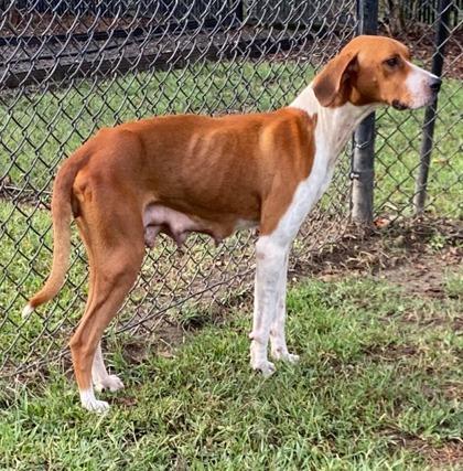 Pansy (HW+), a Adoptable mixed breed in Conway, SC image 2/3