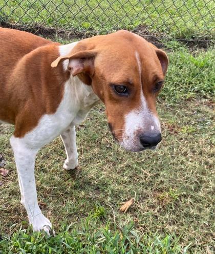 Pansy (HW+), a Adoptable mixed breed in Conway, SC image 3/3