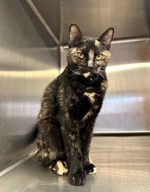 Enlarge Mia, a Adopted Domestic Short Hair in Parsippany, NJ image 2/2