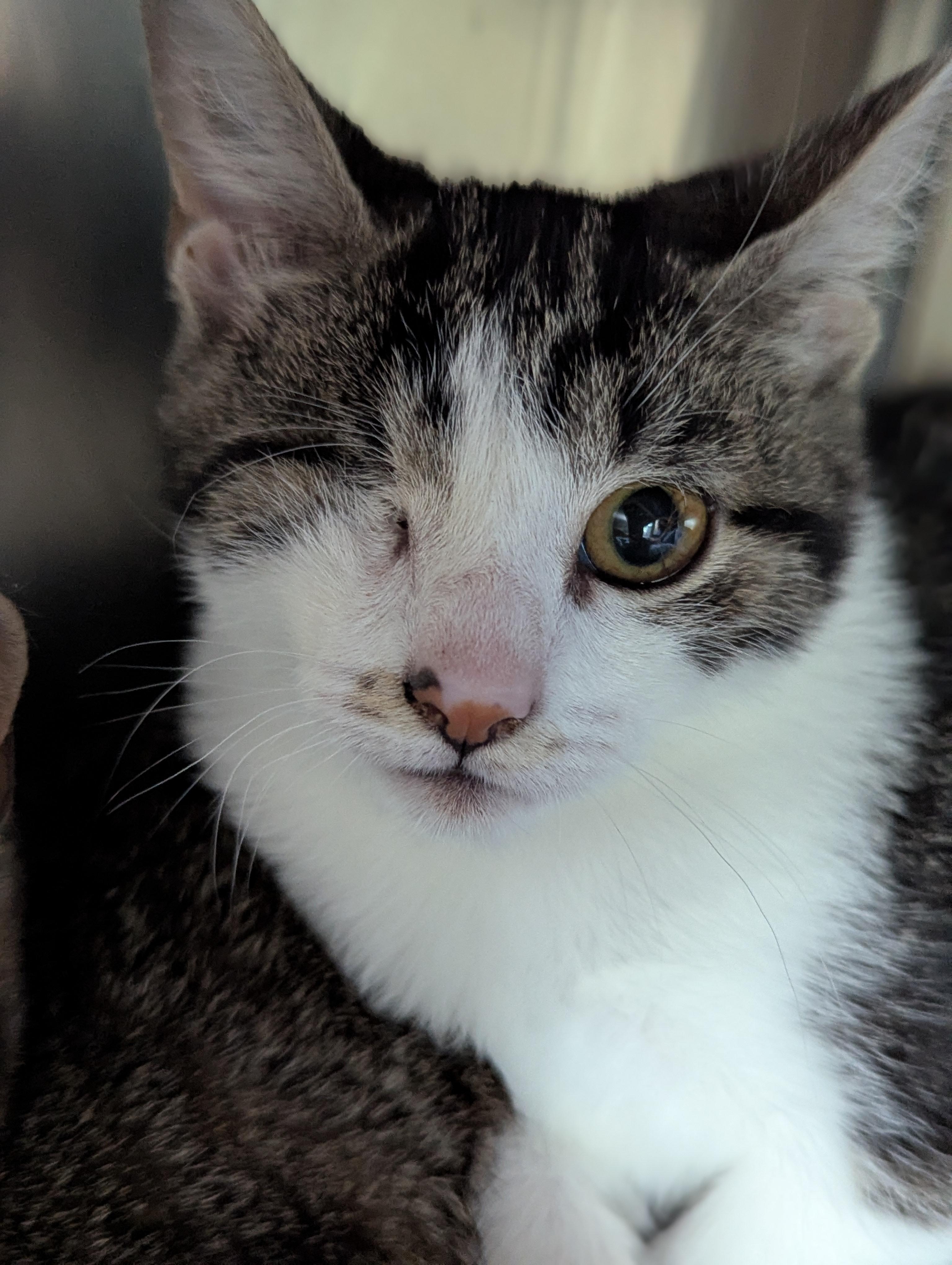 Nora, Adoptable, Kitten Female Domestic Short Hair.