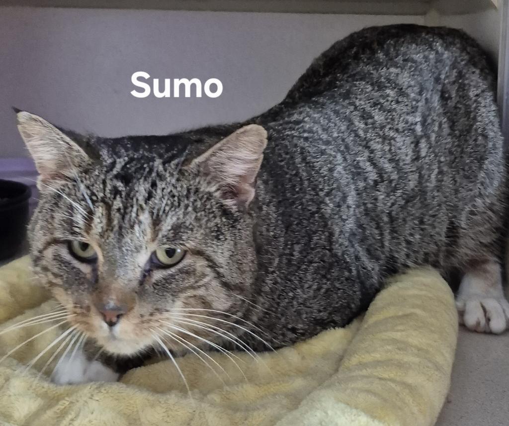 Enlarge Sumo, a Adoptable mixed breed in Kendallville, IN image 1/1
