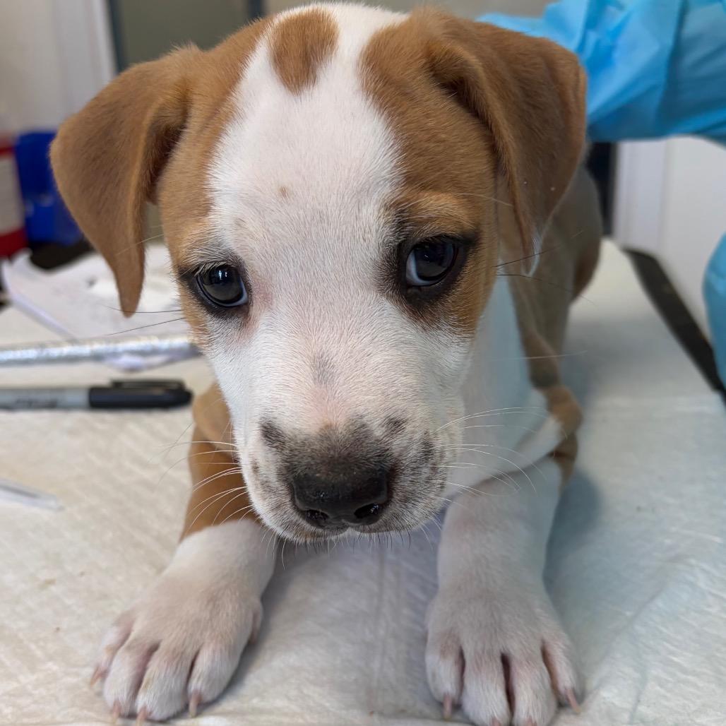 Blue, Adoptable, Puppy Male Hound & Pit Bull Terrier.