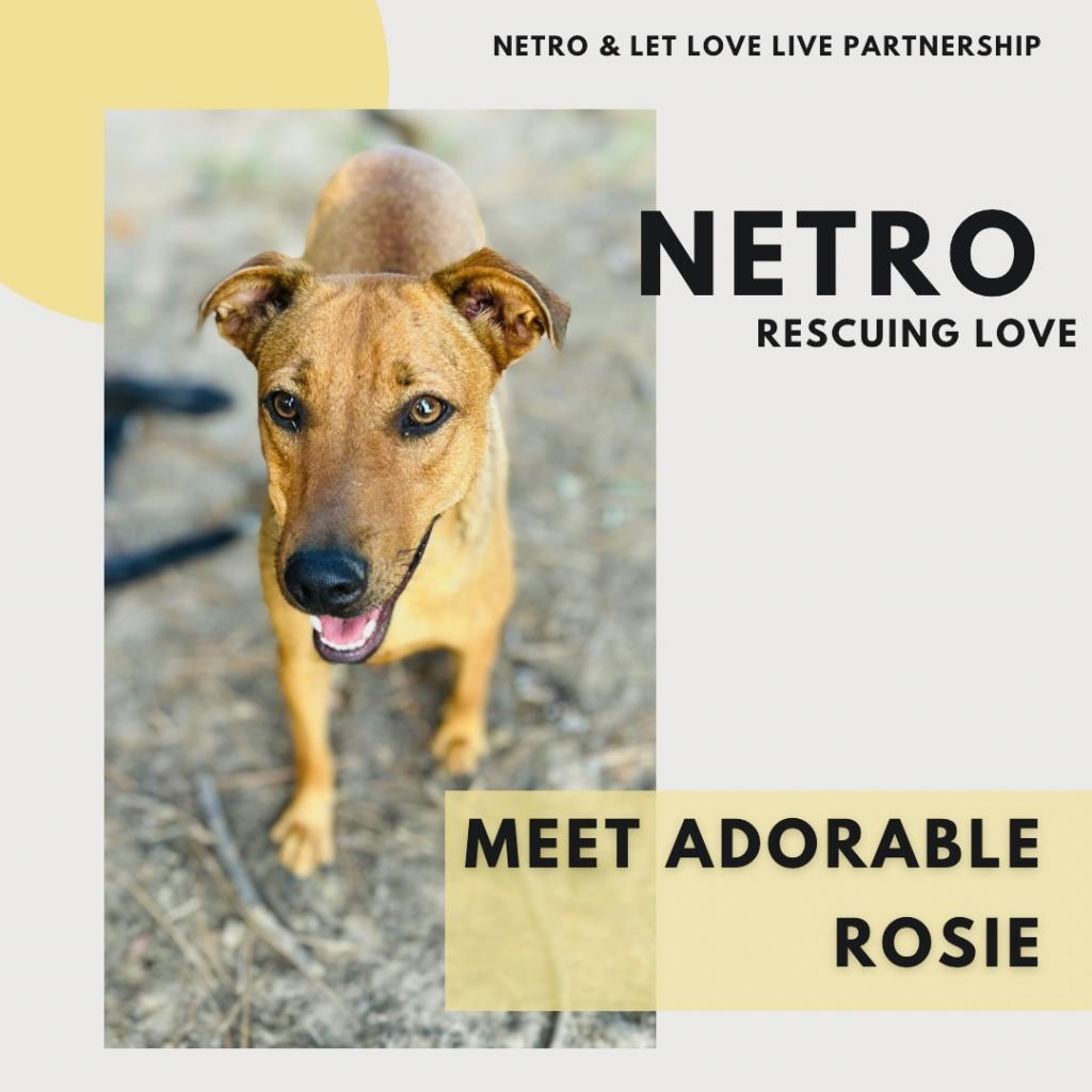 Enlarge Rosie, a Adoptable mixed breed in Mount Pleasant, TX image 1/6