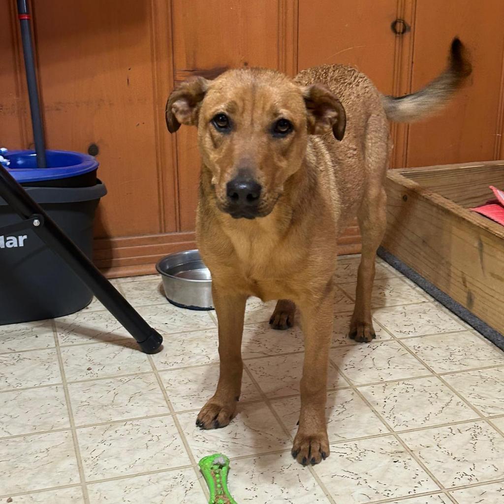 Enlarge Rosie, a Adoptable mixed breed in Mount Pleasant, TX image 2/6