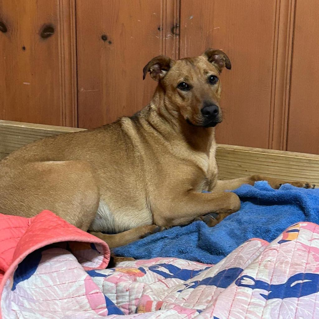 Enlarge Rosie, a Adoptable mixed breed in Mount Pleasant, TX image 4/6
