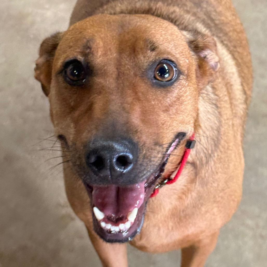 Enlarge Rosie, a Adoptable mixed breed in Mount Pleasant, TX image 5/6