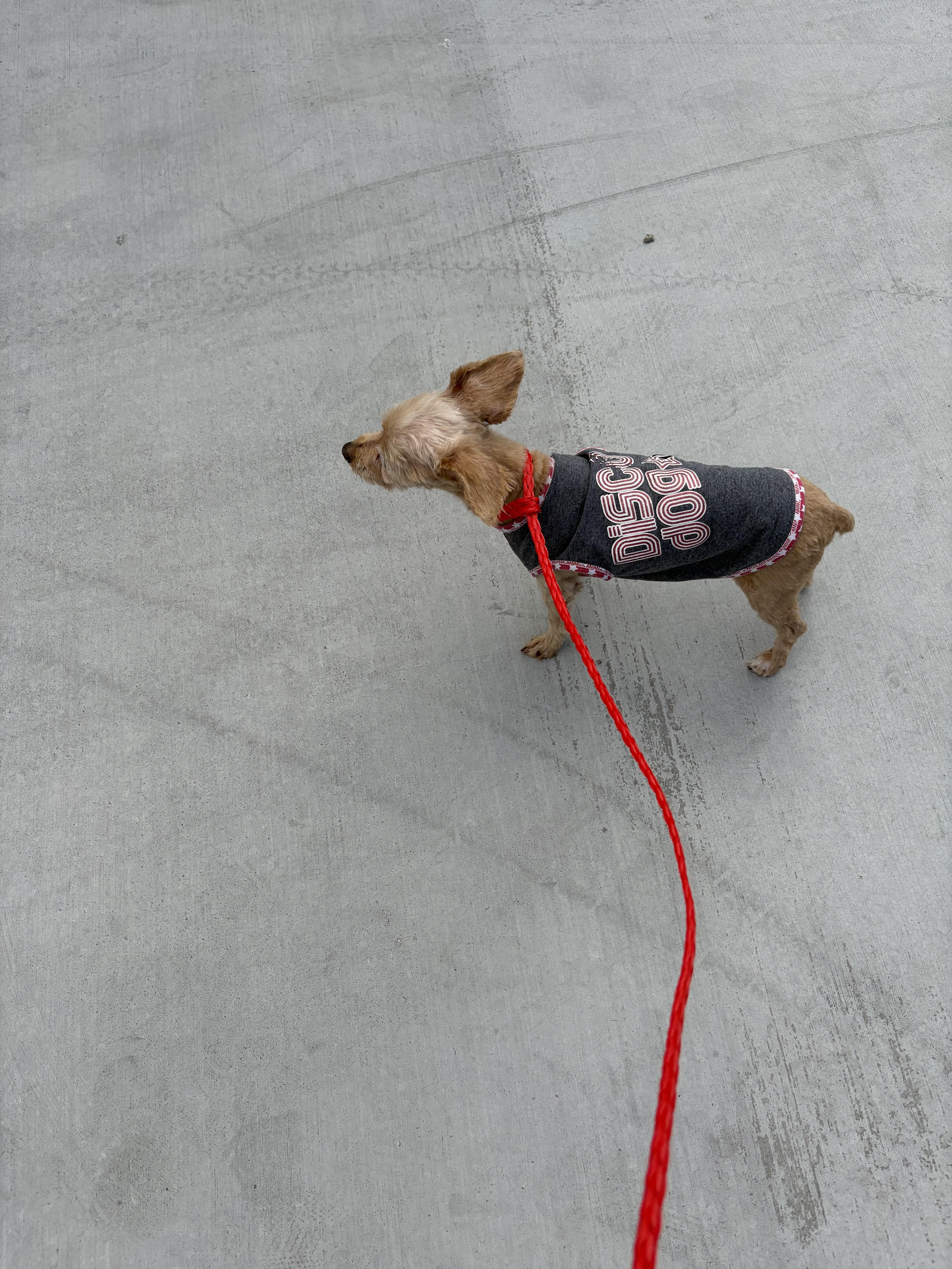 Enlarge Princess, a Adoptable Yorkshire Terrier in Henderson, NV image 2/5