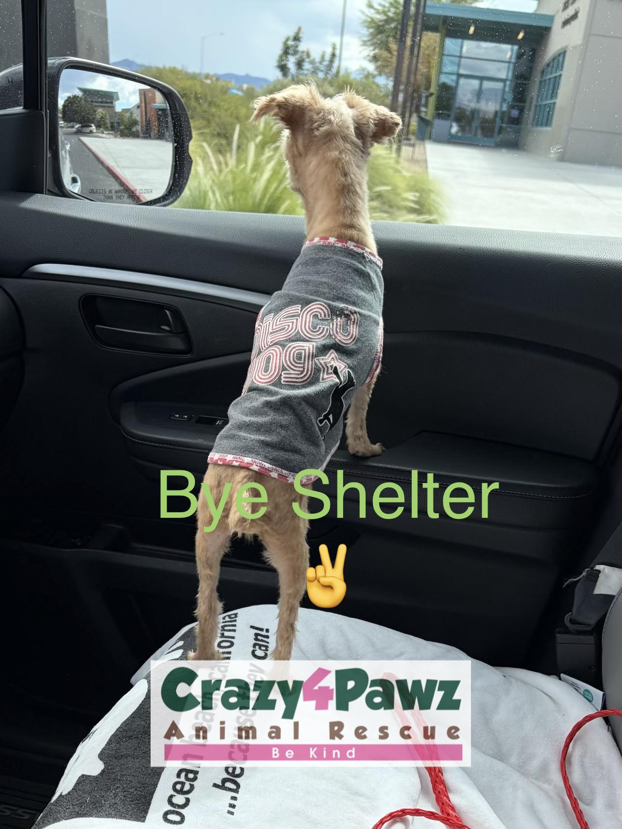 Enlarge Princess, a Adoptable Yorkshire Terrier in Henderson, NV image 5/5