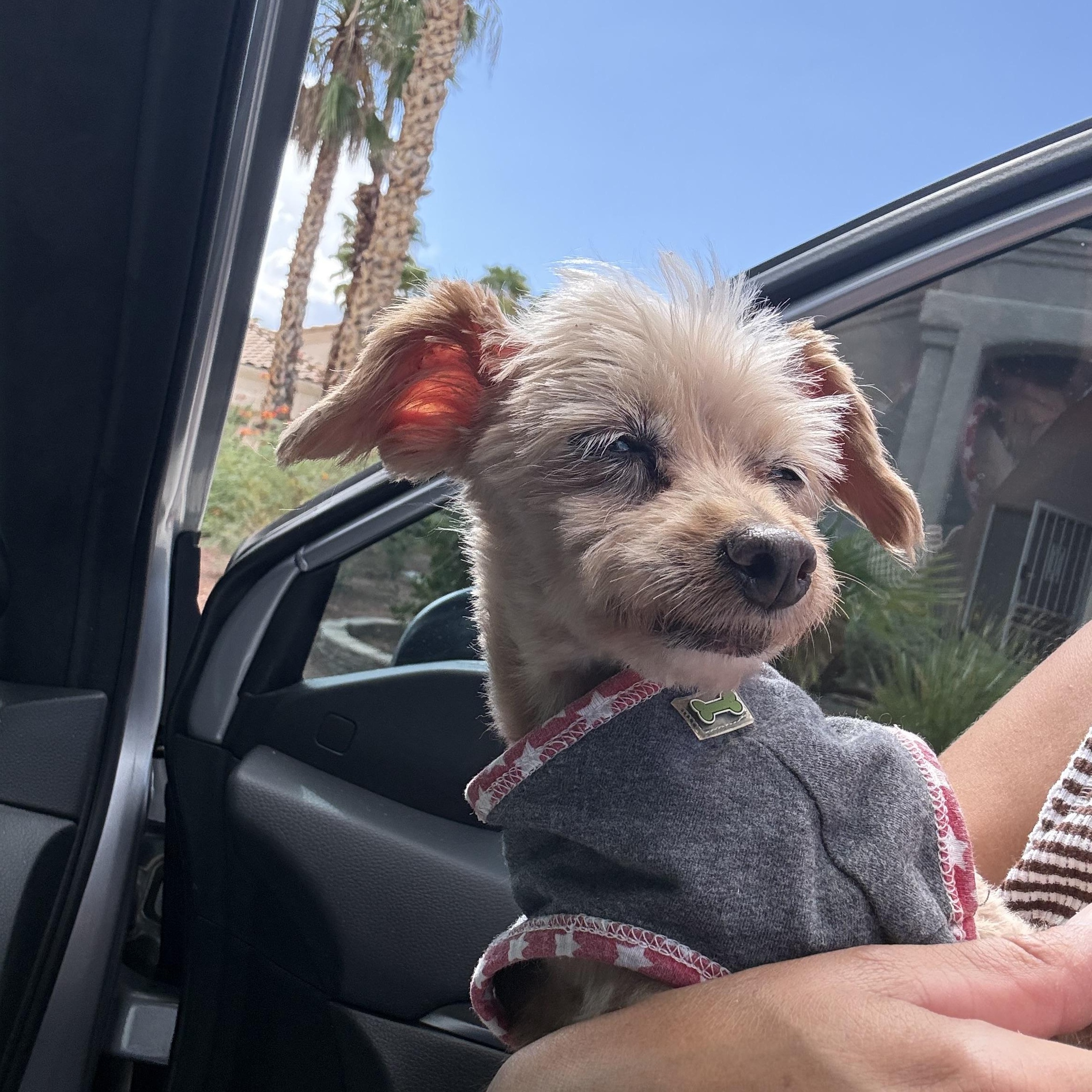 Enlarge Princess, a Adoptable Yorkshire Terrier in Henderson, NV image 3/5