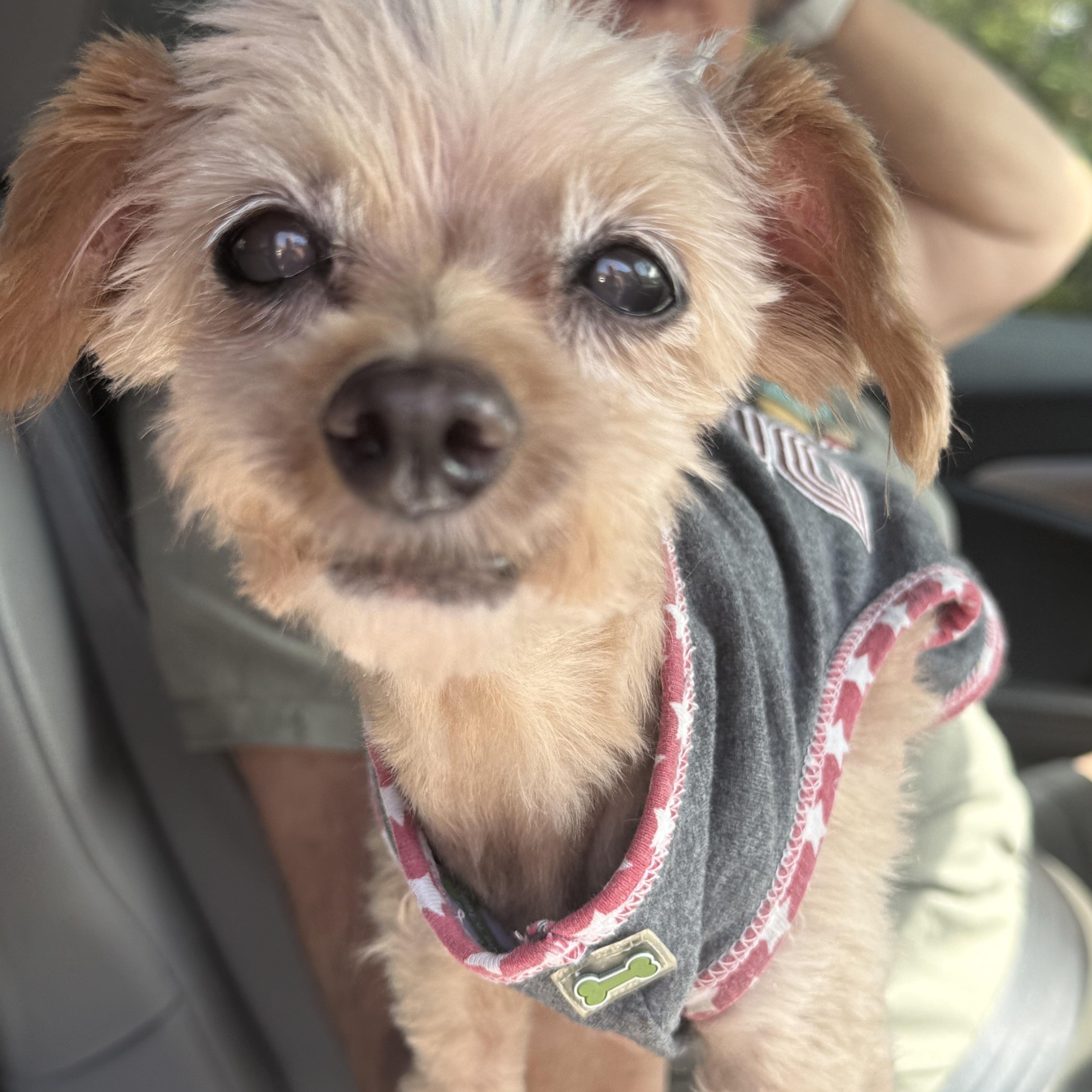 Princess, Adoptable, Senior Female Yorkshire Terrier.