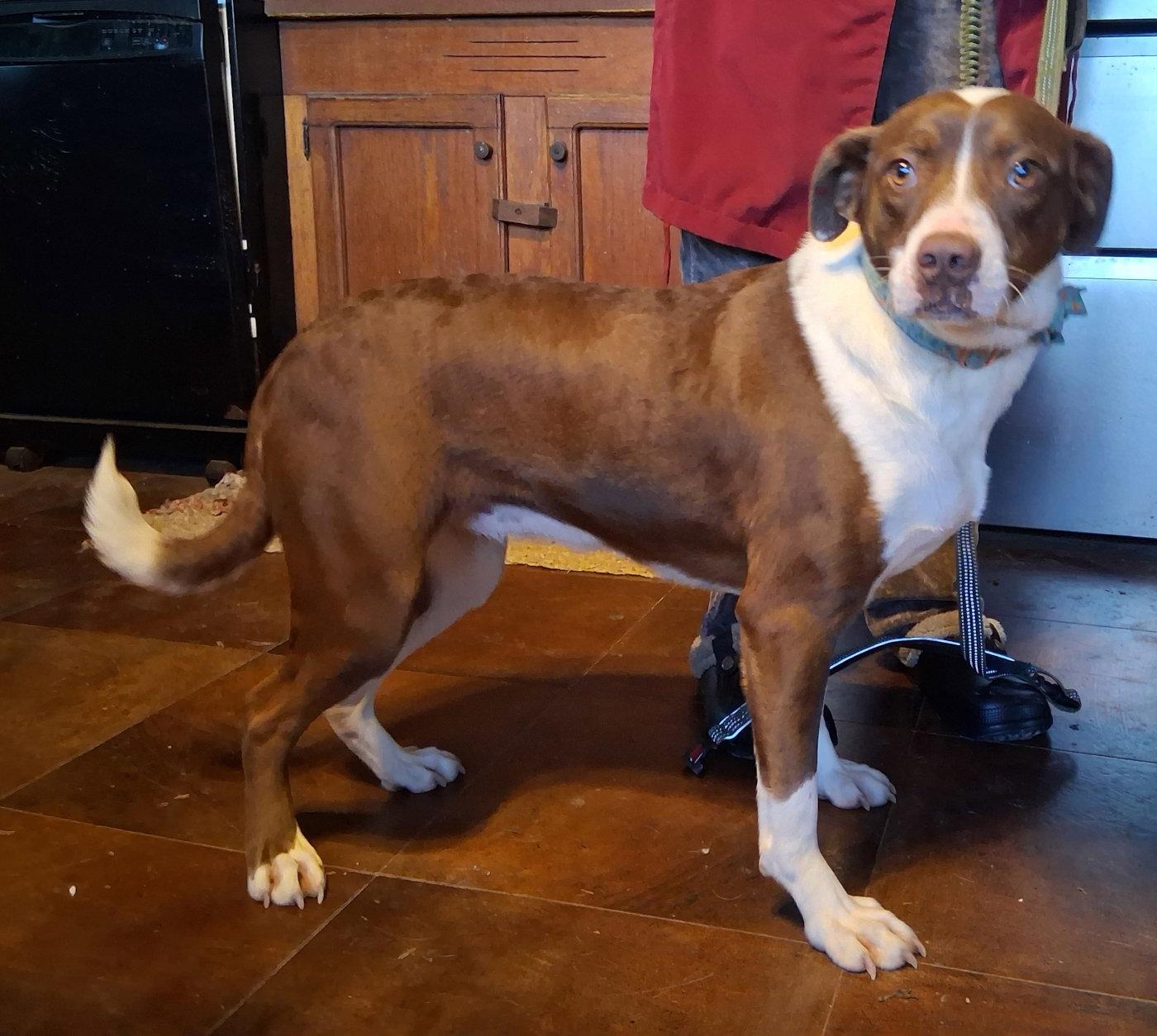 Enlarge Petulia, a Adoptable mixed breed in Mcconnelsville, OH image 1/3