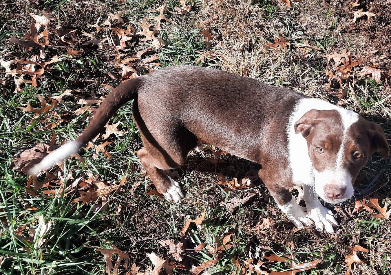 Enlarge Petulia, a Adoptable mixed breed in Mcconnelsville, OH image 2/3