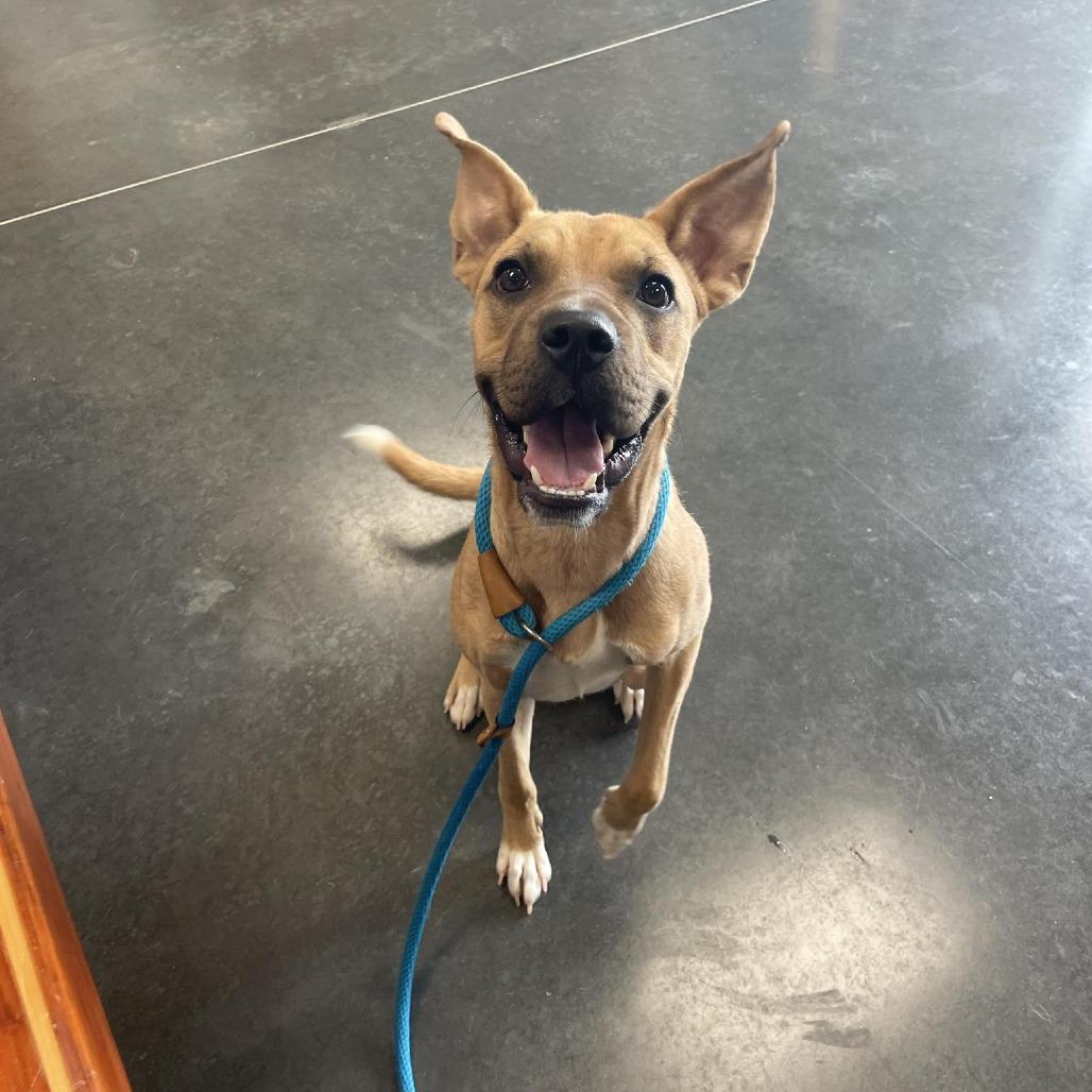 Enlarge Penny, a Adoptable Mixed Breed in Dickinson, TX image 1/6