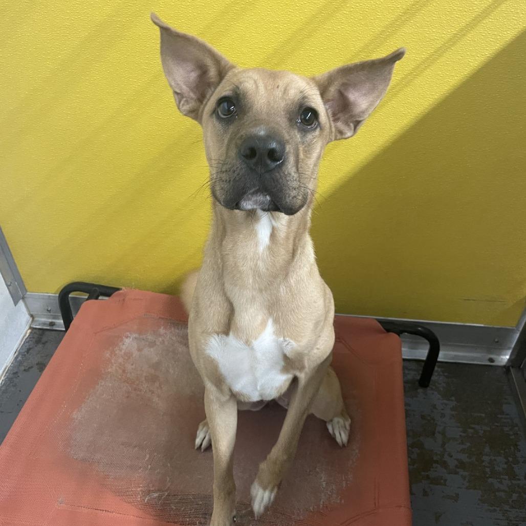 Enlarge Penny, a Adoptable Mixed Breed in Dickinson, TX image 2/6