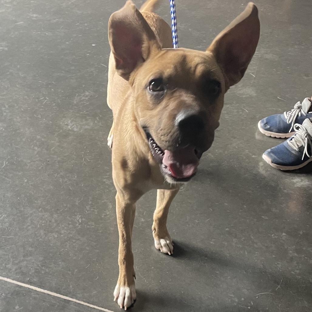 Enlarge Penny, a Adoptable Mixed Breed in Dickinson, TX image 3/6