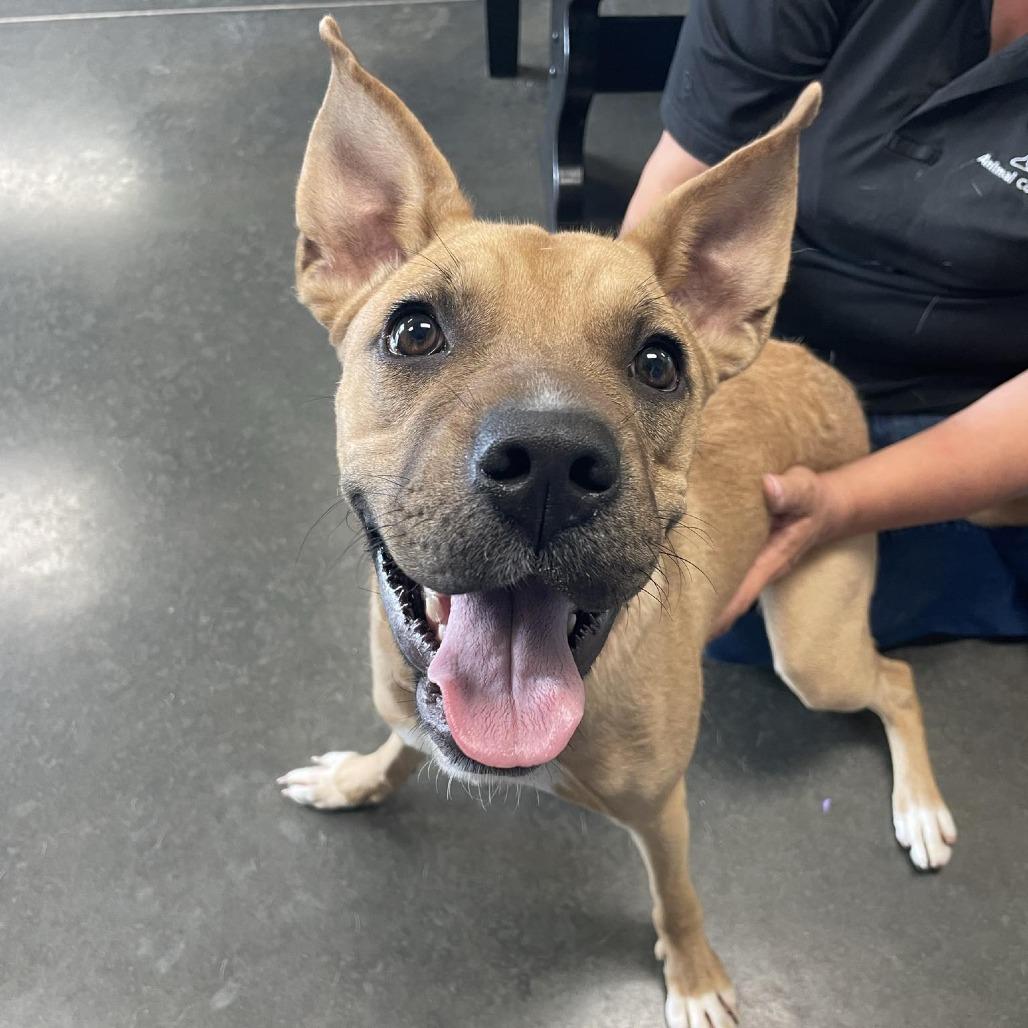 Enlarge Penny, a Adoptable Mixed Breed in Dickinson, TX image 4/6