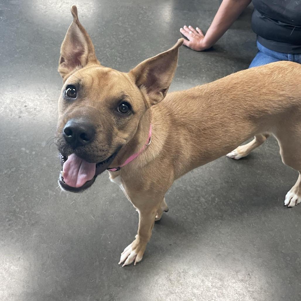 Enlarge Penny, a Adoptable Mixed Breed in Dickinson, TX image 5/6