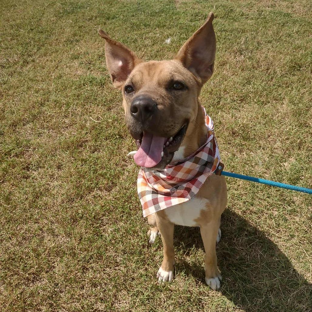 Enlarge Penny, a Adoptable Mixed Breed in Dickinson, TX image 6/6