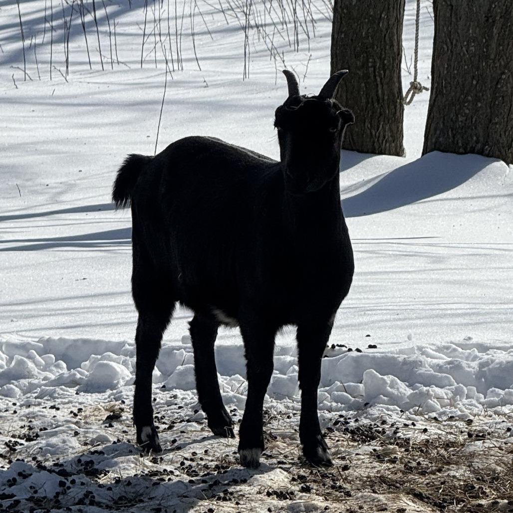 Enlarge Aruba, a Adoptable Goat in Quakertown, PA image 1/1