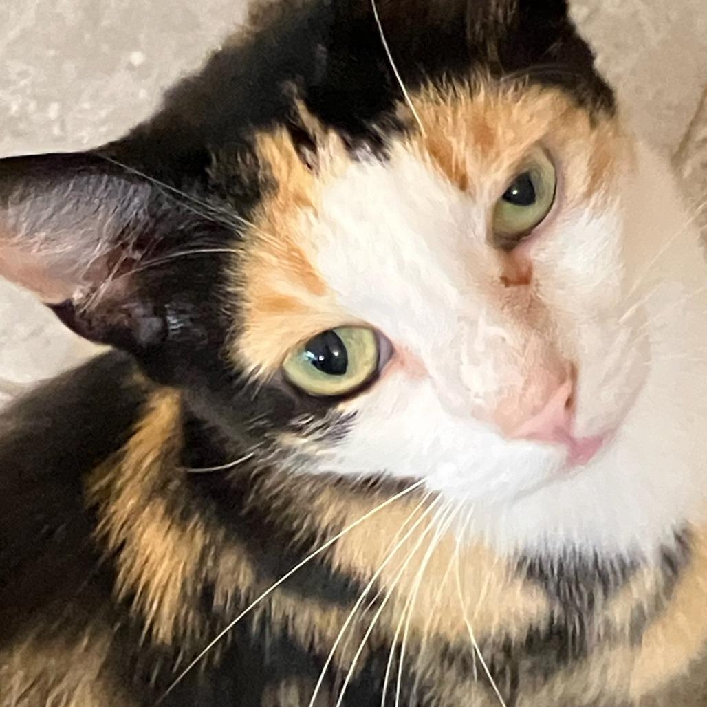 *Courtesy Listing - Calista, Adoptable, Adult Female Domestic Short Hair.