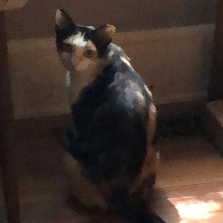 Enlarge *Courtesy Listing - Calista, a Adoptable Domestic Short Hair in Tuscaloosa, AL image 2/3