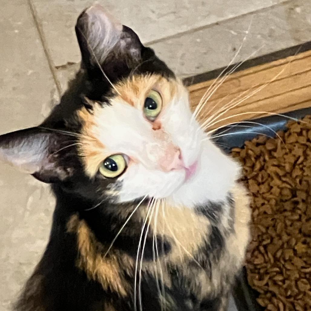 Enlarge *Courtesy Listing - Calista, a Adoptable Domestic Short Hair in Tuscaloosa, AL image 3/3