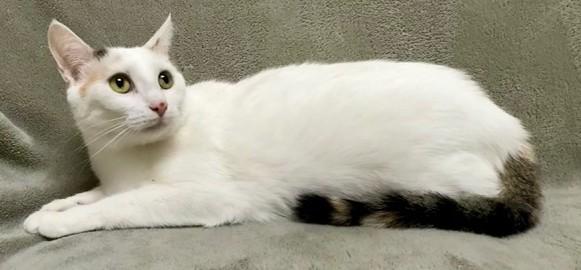 Bell, ADOPTABLE, Adult Female Domestic Short Hair.