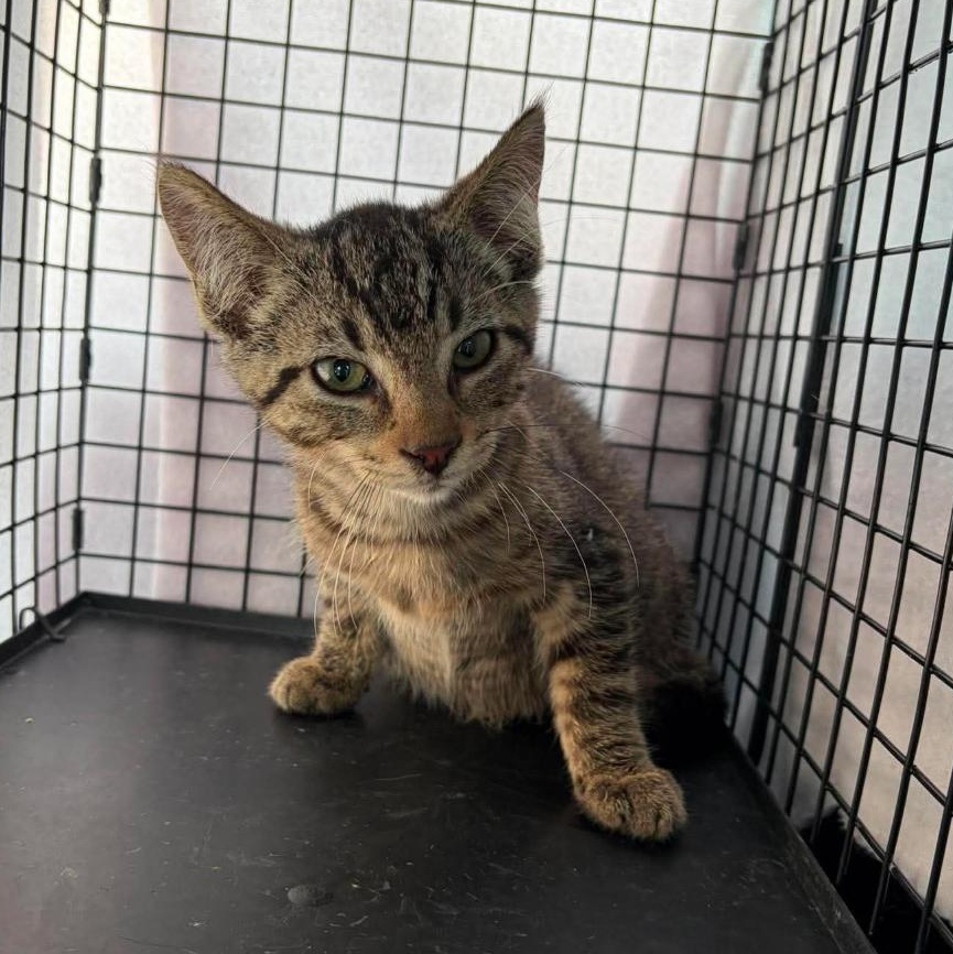 Mufasa, Adopted, Kitten Male Tabby.