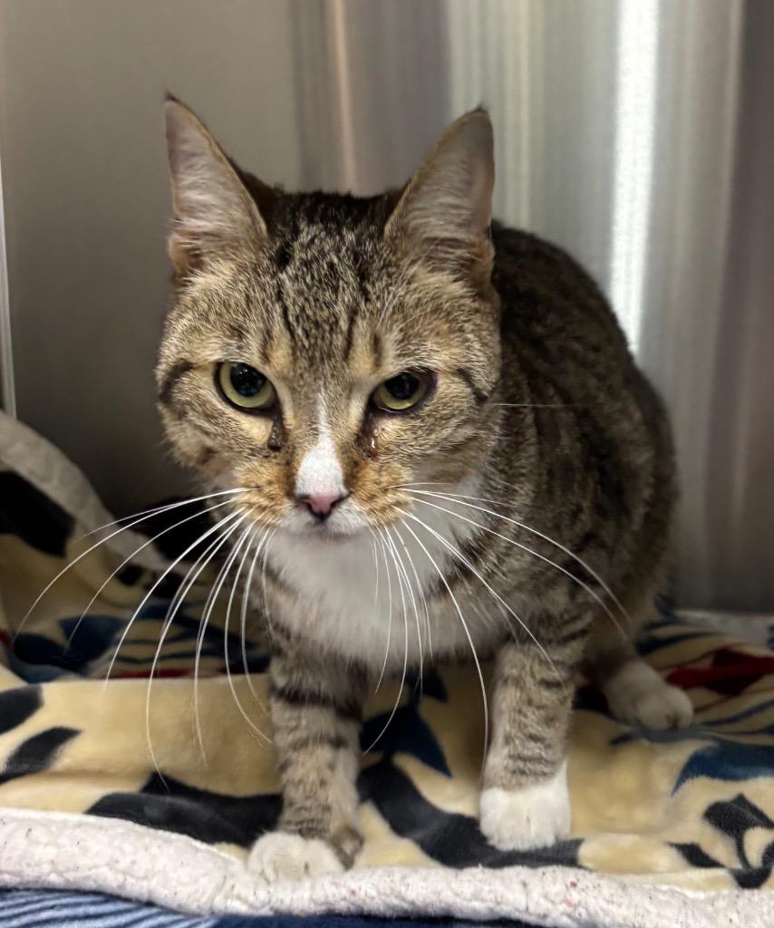 Harley, Adoptable, Young Male Domestic Short Hair.