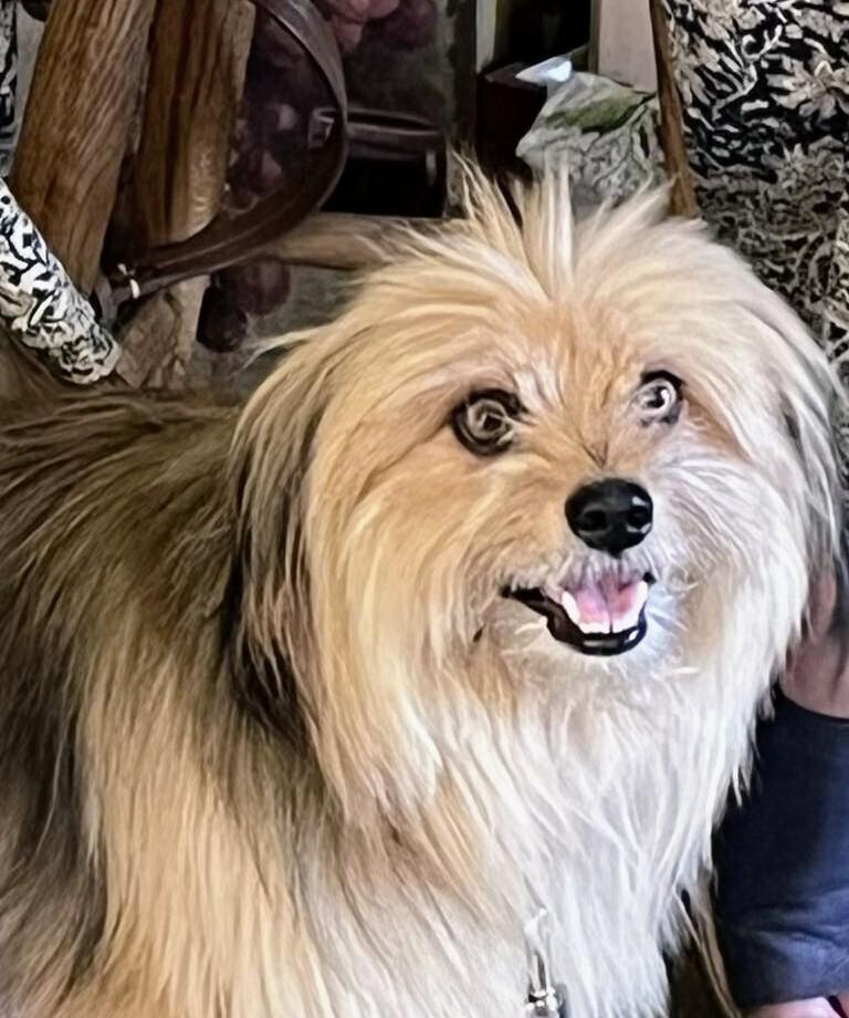 Enlarge Teddy, a Adoptable mixed breed in Jamestown, CA image 1/1